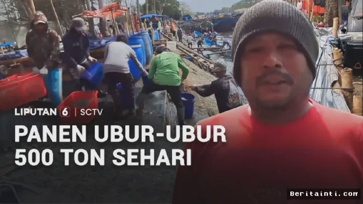 Nelayan Cilacap Mendulang Berkah Panen 500 Ton Ubur-Ubur Sehari