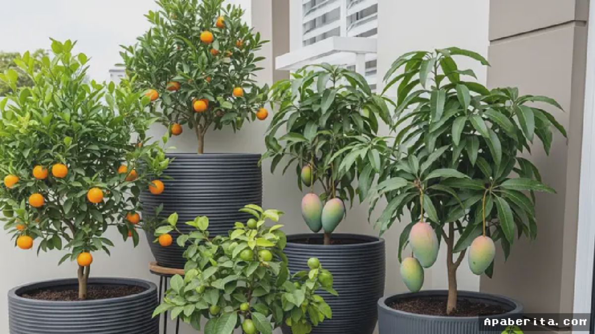 URBAN FARMING — Warga Manfaatkan Metode Tabulampot di Rumah Tipe 27