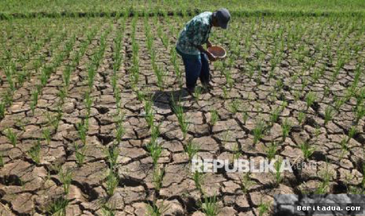 Indramayu Dilanda Kekeringan Parah, Petani Tuding Pemerintah Lalai Pasok Air