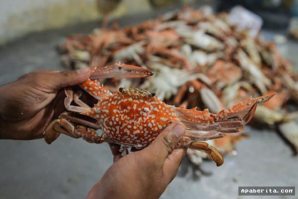 BRIN dan ITB Kembangkan Separator Baterai dari Cangkang Rajungan