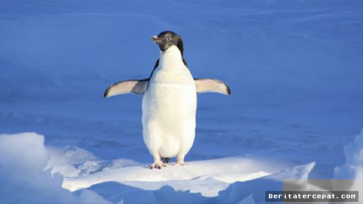 Ilmuwan Identifikasi Spesies Penguin Baru Setelah Satu Abad