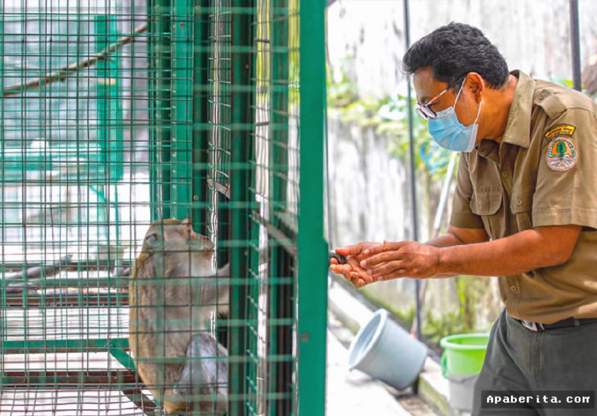 BANDARA JUANDA — Petugas Gagalkan Penyelundupan Anak Kera dalam Koper