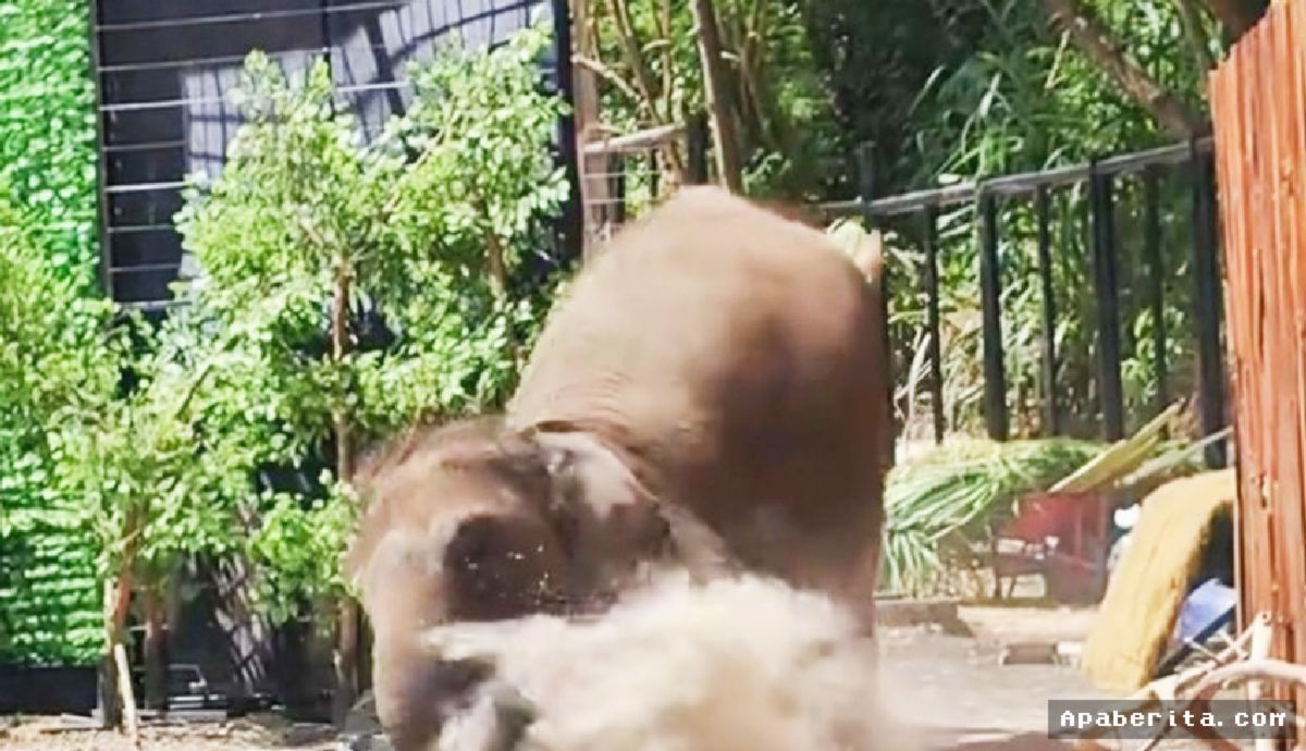 [BANDUNG BARAT] Gajah Terperosok Saat Edukasi, Mahut Dilarikan ke Rumah Sakit
