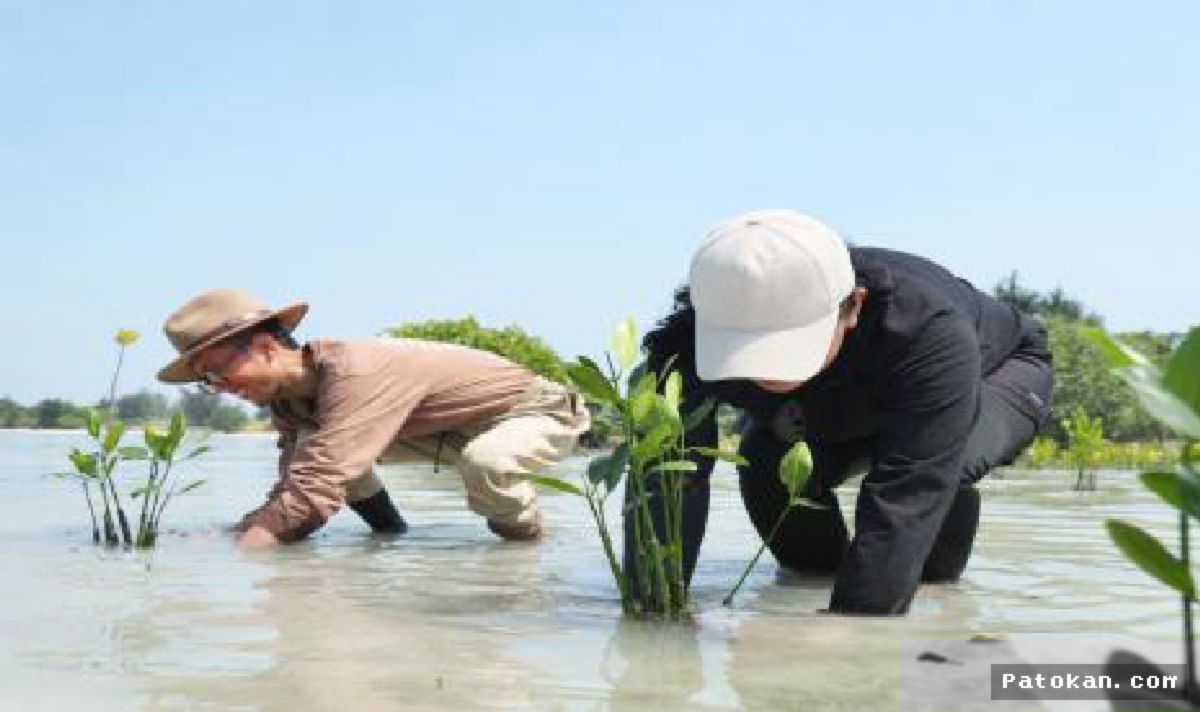 PULAU PARI — Ratusan Bibit Bakau Ditanam Guna Cegah Abrasi Pesisir