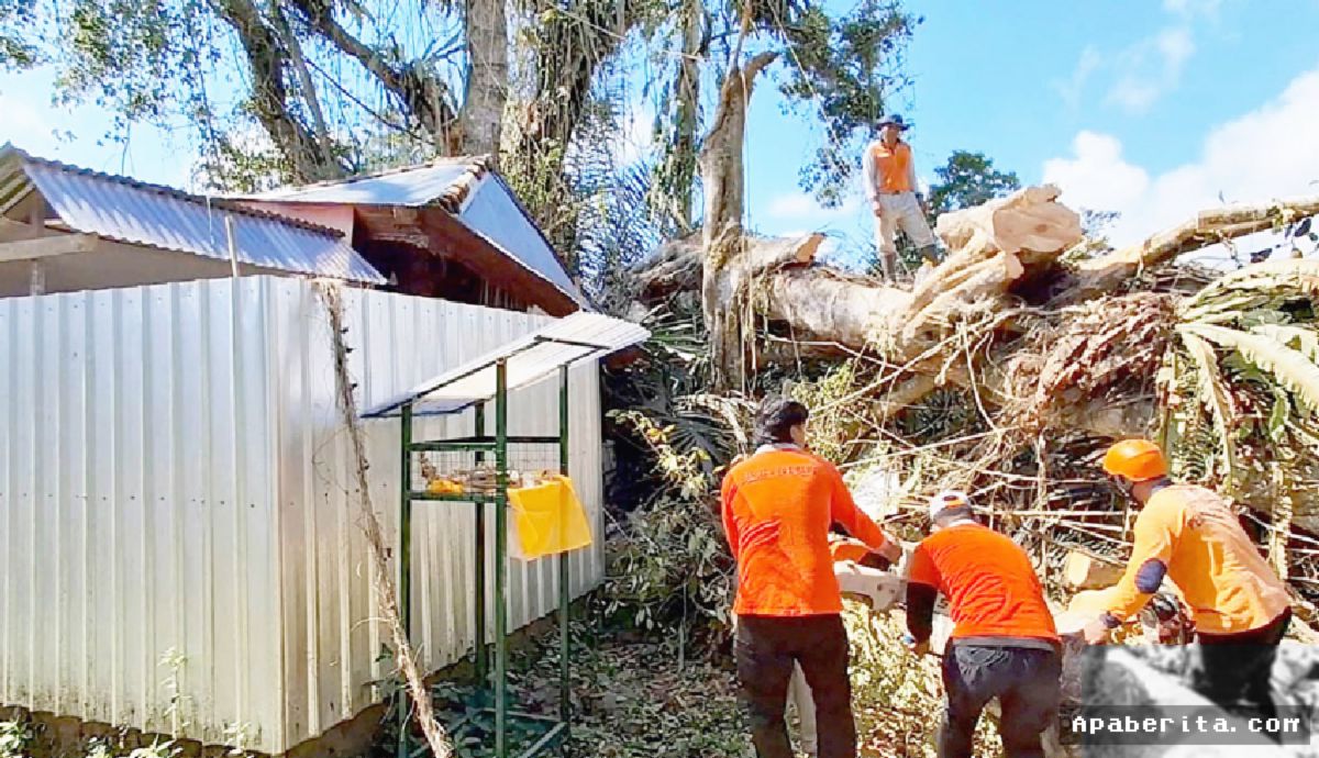Bangli — Pohon Beringin Tua Tumbang Menimpa Tiga Palinggih Pura