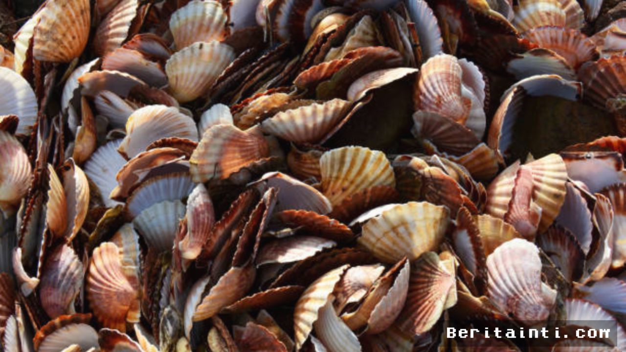 Jepang Olah 40.000 Ton Limbah Kerang Menjadi Helm Kuat