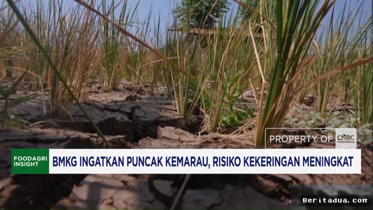 BMKG Ingatkan Ancaman Puncak Kemarau, Sektor Pertanian Diminta Waspada