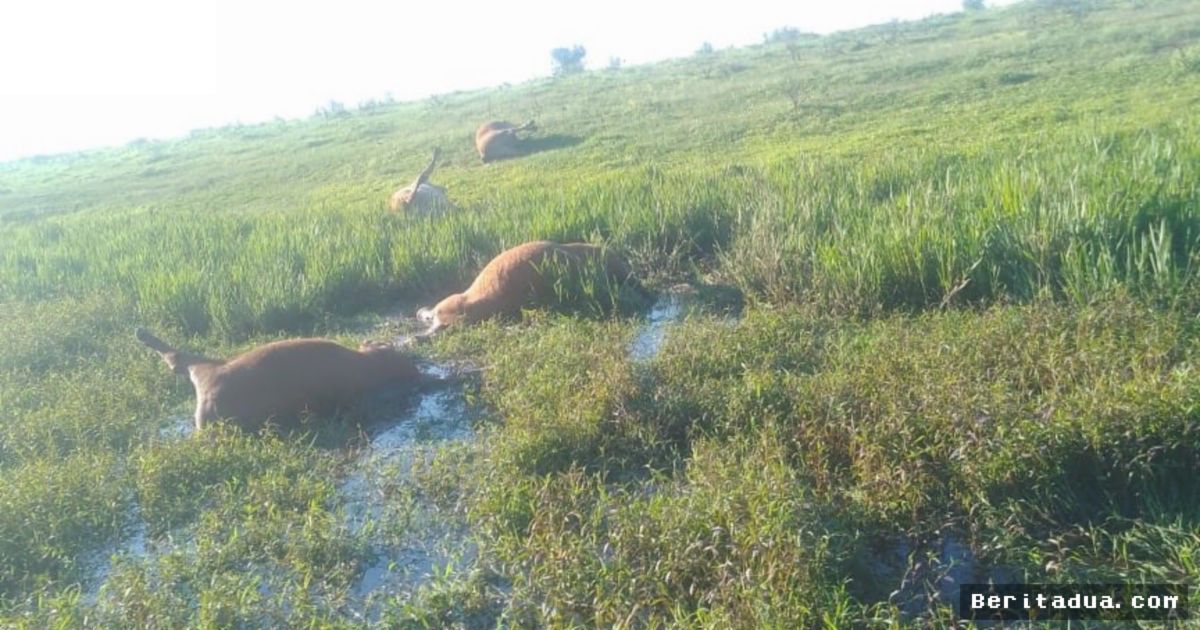 CORRIENTES — Mafia Pencuri Ternak Lintas Negara Teror Perbatasan Argentina-Brasil