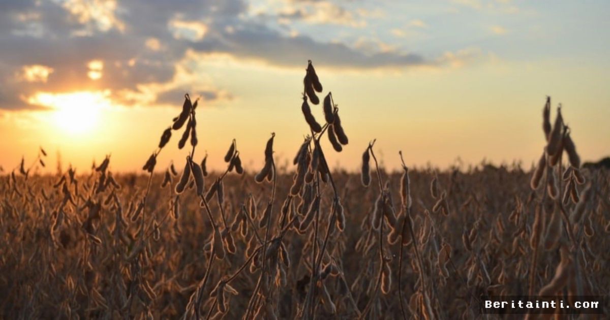 CHICAGO — Laporan USDA Tekan Harga Kedelai Global