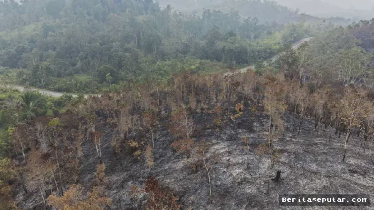 Kalbar Membara: Kebakaran Hutan Meluas Hingga ke Kapuas Hulu
