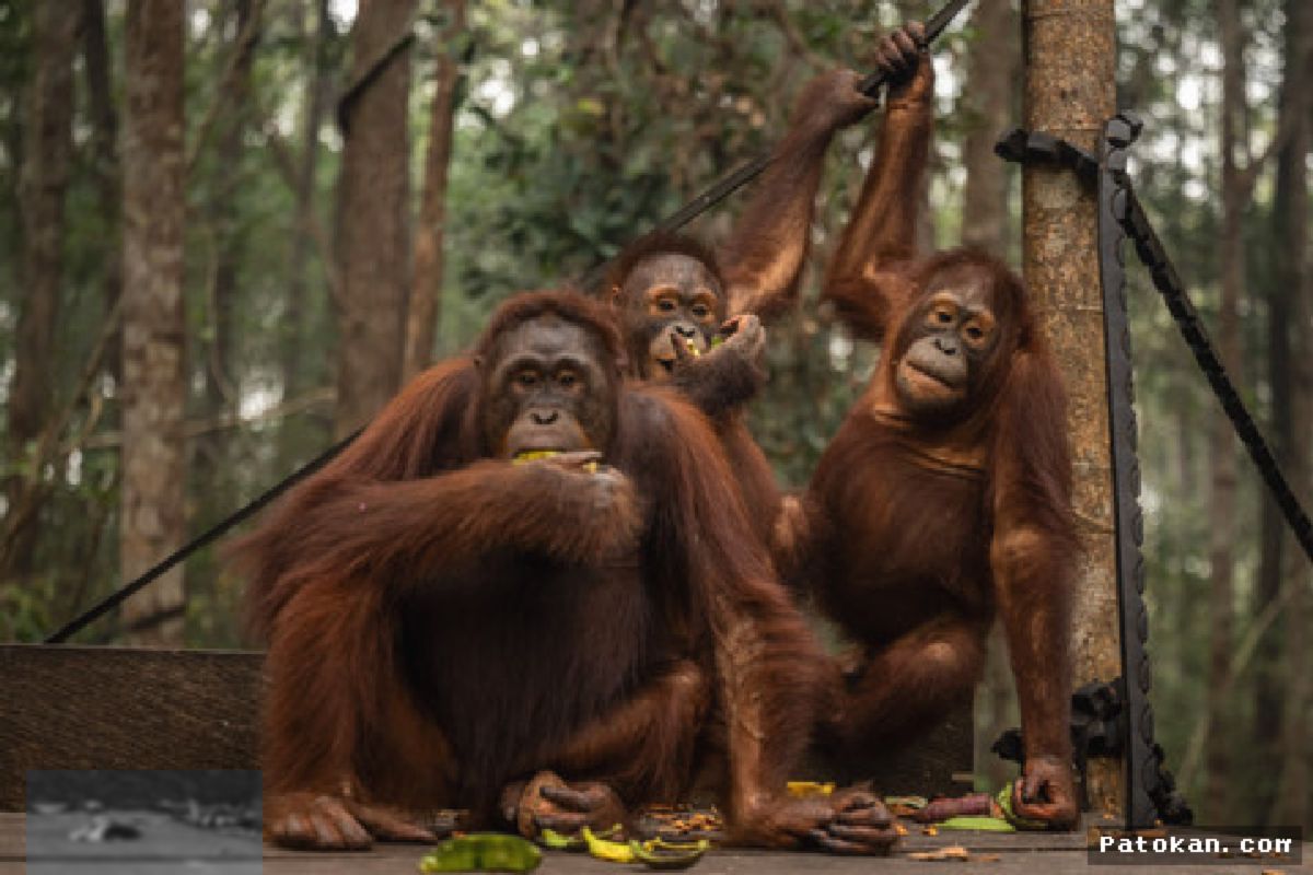 INDONESIA — Karhutla dan Kejahatan Satwa Makin Mengancam Populasi Orang Utan