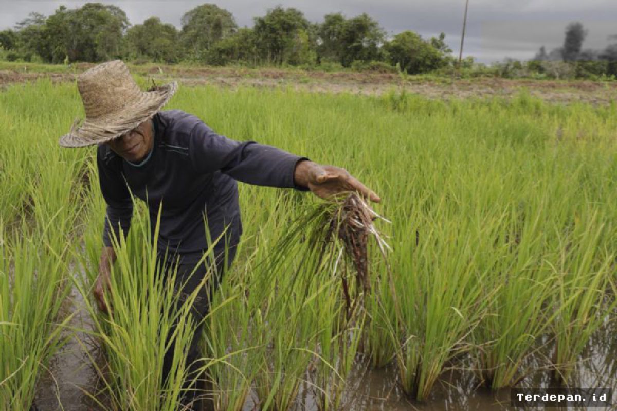 Kementan Alokasikan Asuransi Usaha Tani Padi Lindungi 100 Ribu Hektare Lahan
