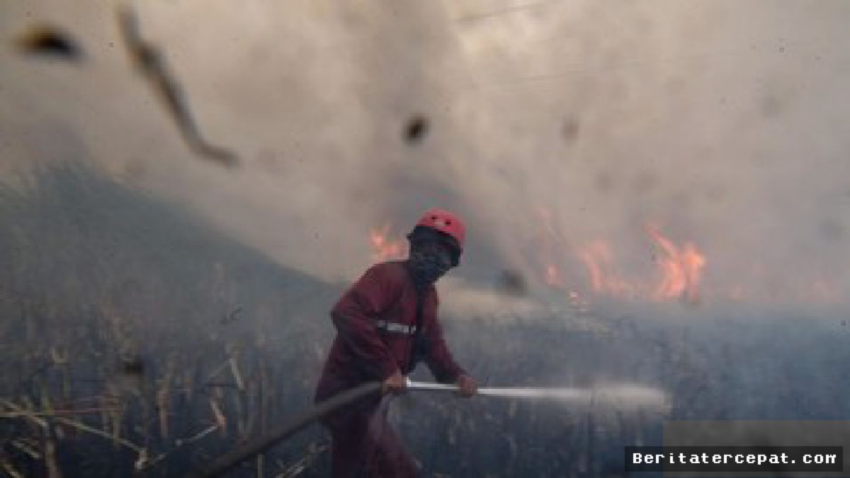 Kasus Pneumonia Anak di Wilayah Karhutla Melonjak 20 Persen