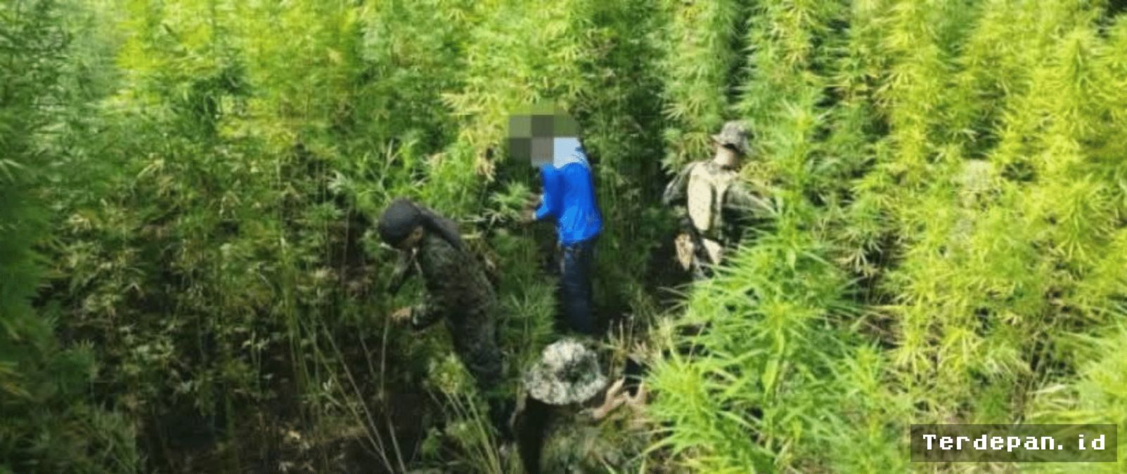Kepolisian Filipina Musnahkan 27.000 Tanaman Ganja di Pegunungan Kalinga
