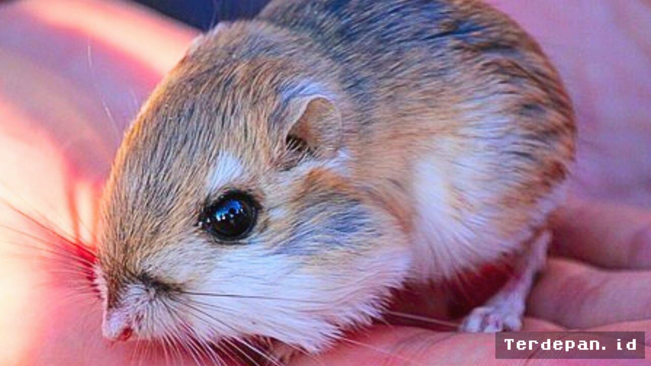 Peneliti Ungkap Peran Tikus Kanguru Terhadap Ekosistem Gurun
