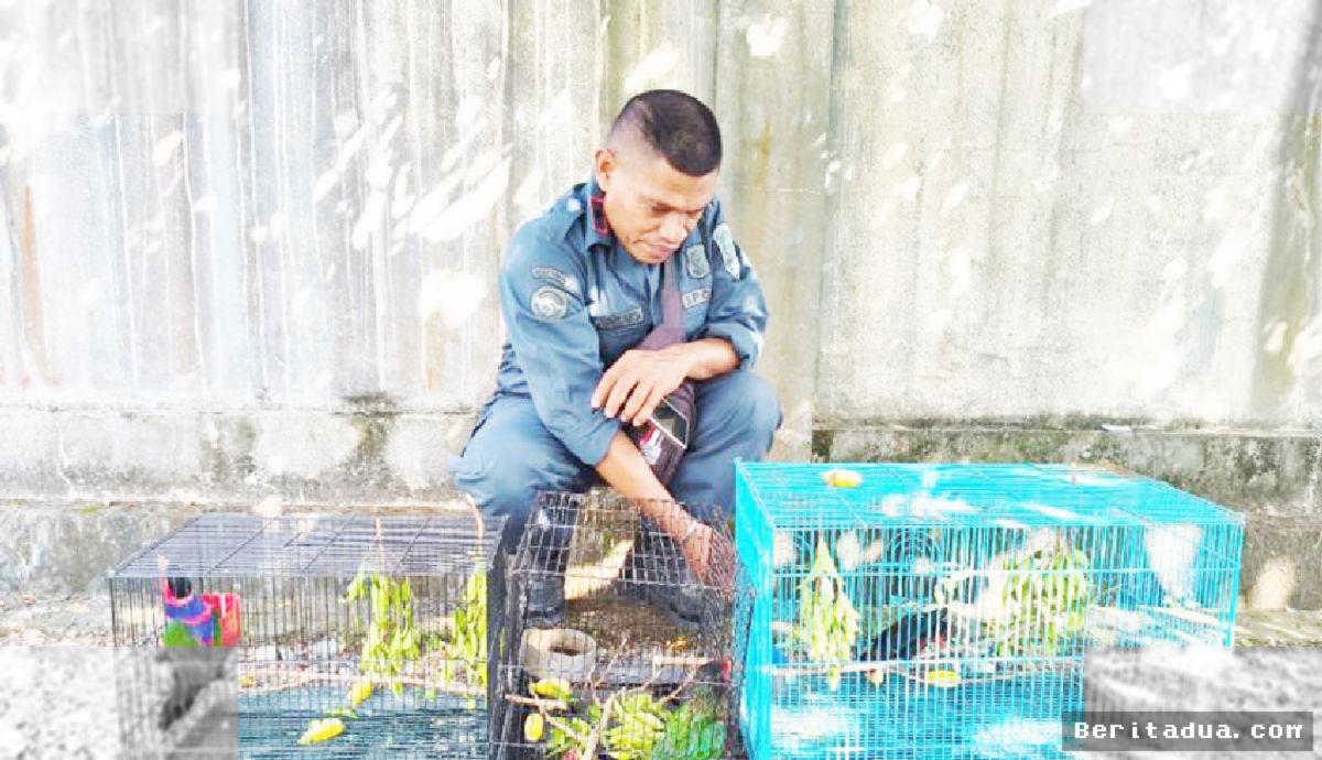 PAPUA — Gakkum Kemenhut Ringkus Tiga Perdagang Satwa Endemik Jalur Digital