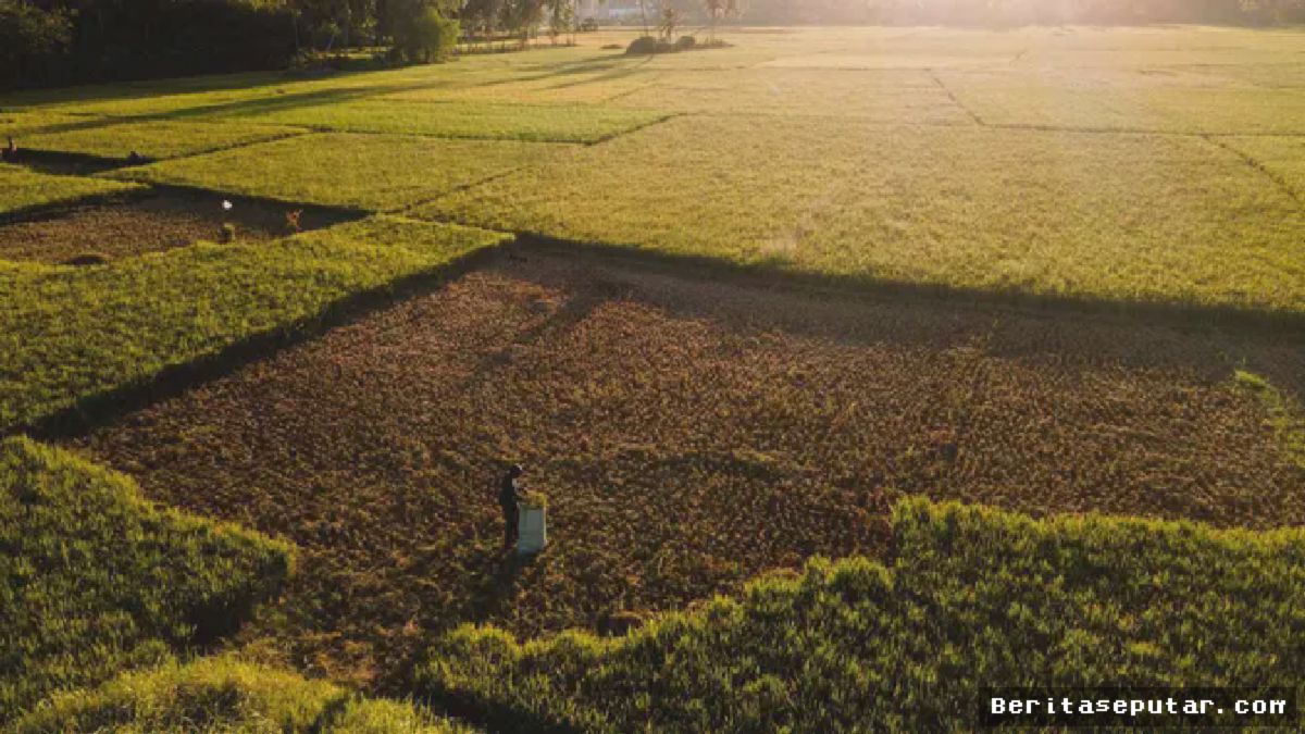 Aceh Besar — Ribuan Hektare Sawah Terancam Puso Akibat Kekeringan