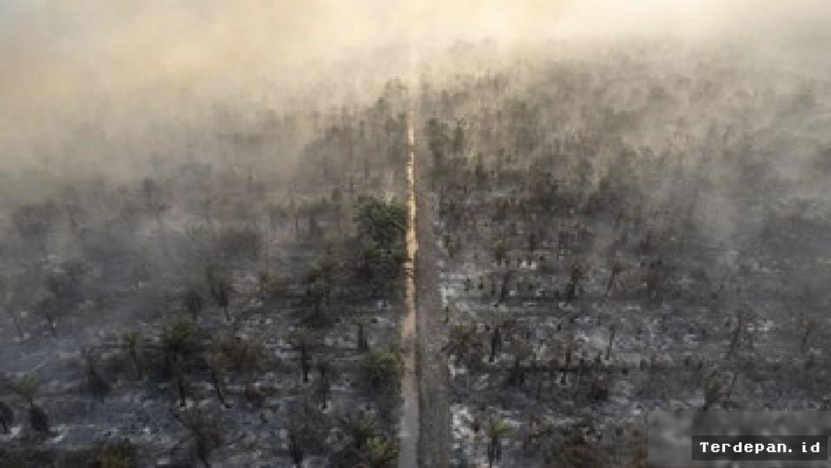 Kemenhut Segel Lahan Karhutla Ilegal Sawit di Kalimantan Barat