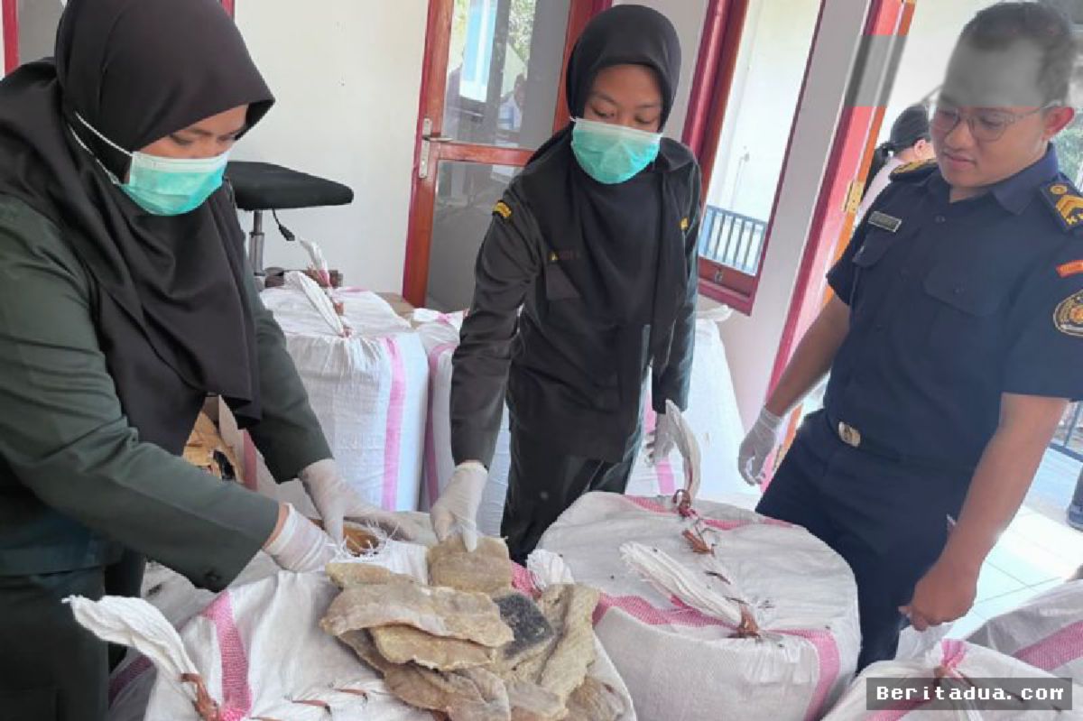 Karantina NTT Tahan 1,23 Ton Daging Hiu Ilegal
