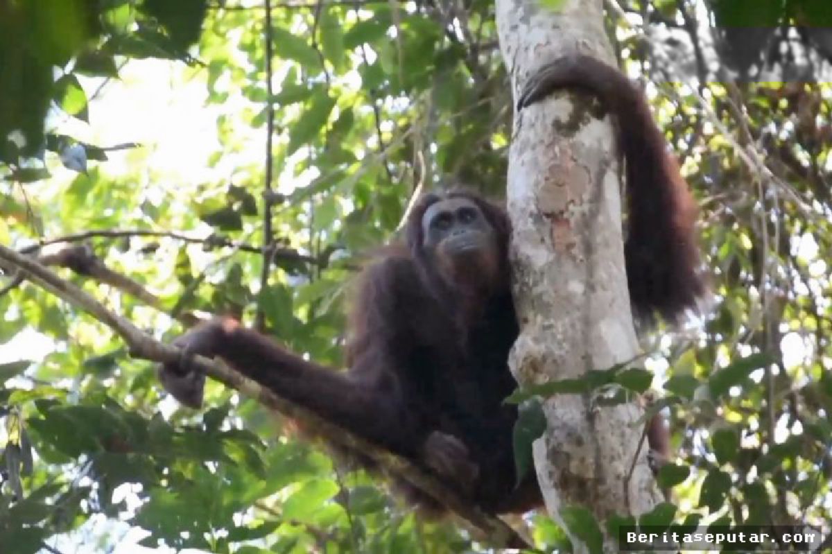 Kemenhut Buka Layanan Aduan Selamatkan Orangutan Imbas Karhutla