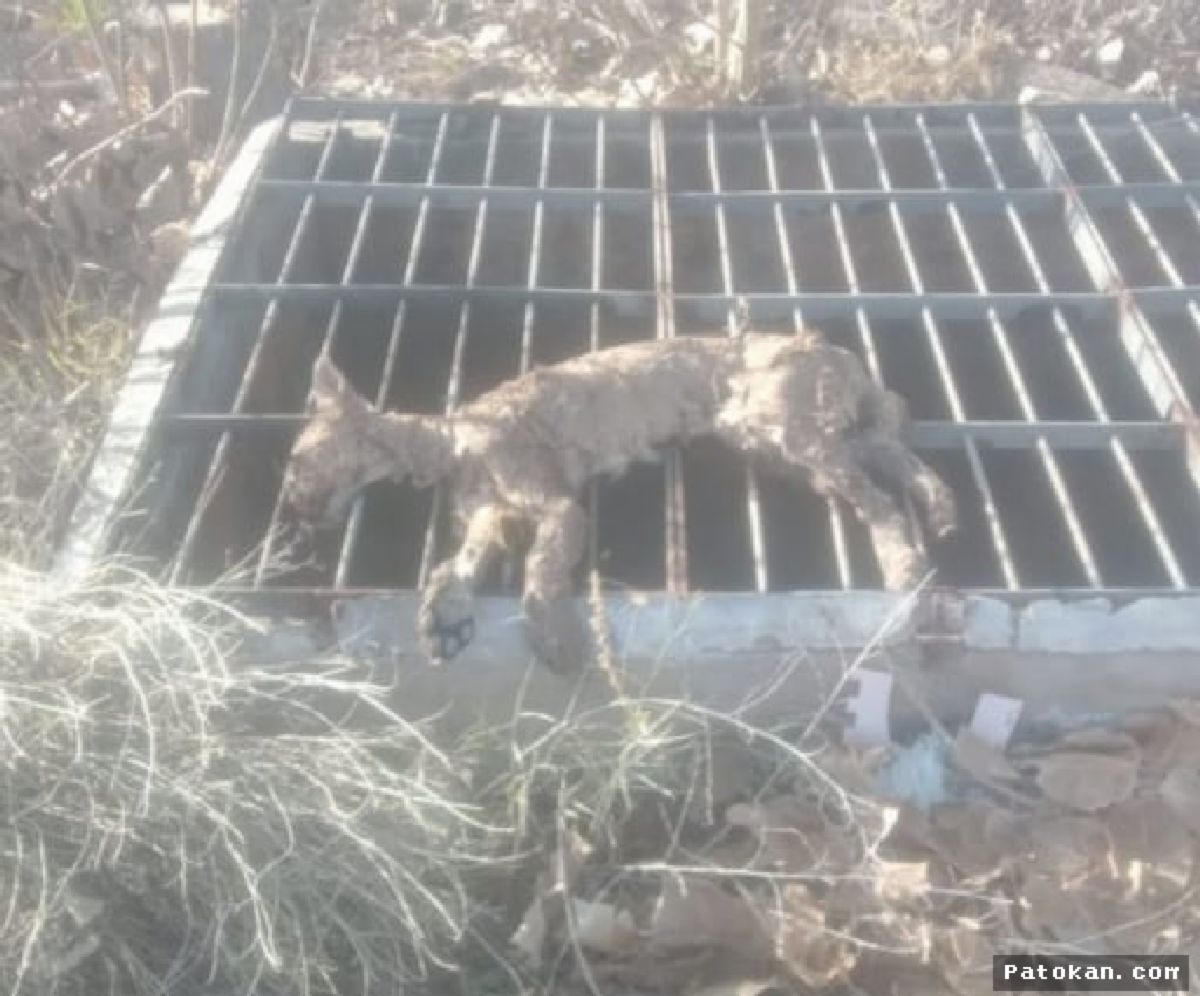 Mendoza — Puma yang Gegerkan Luján de Cuyo Ditemukan Tewas Tenggelam
