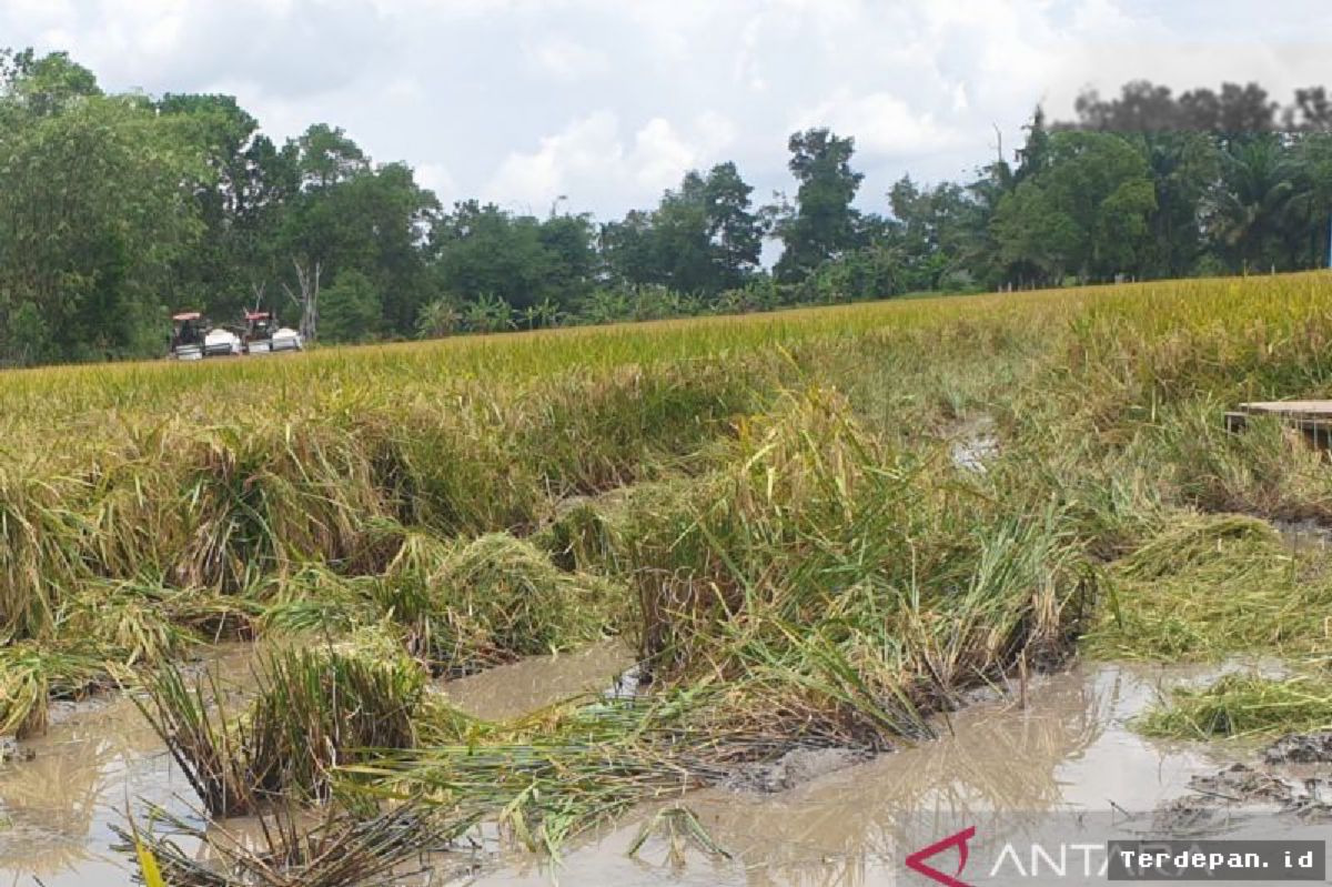 Kementan Kebut Program Cetak Sawah di Sumsel Targetkan Panen 2026