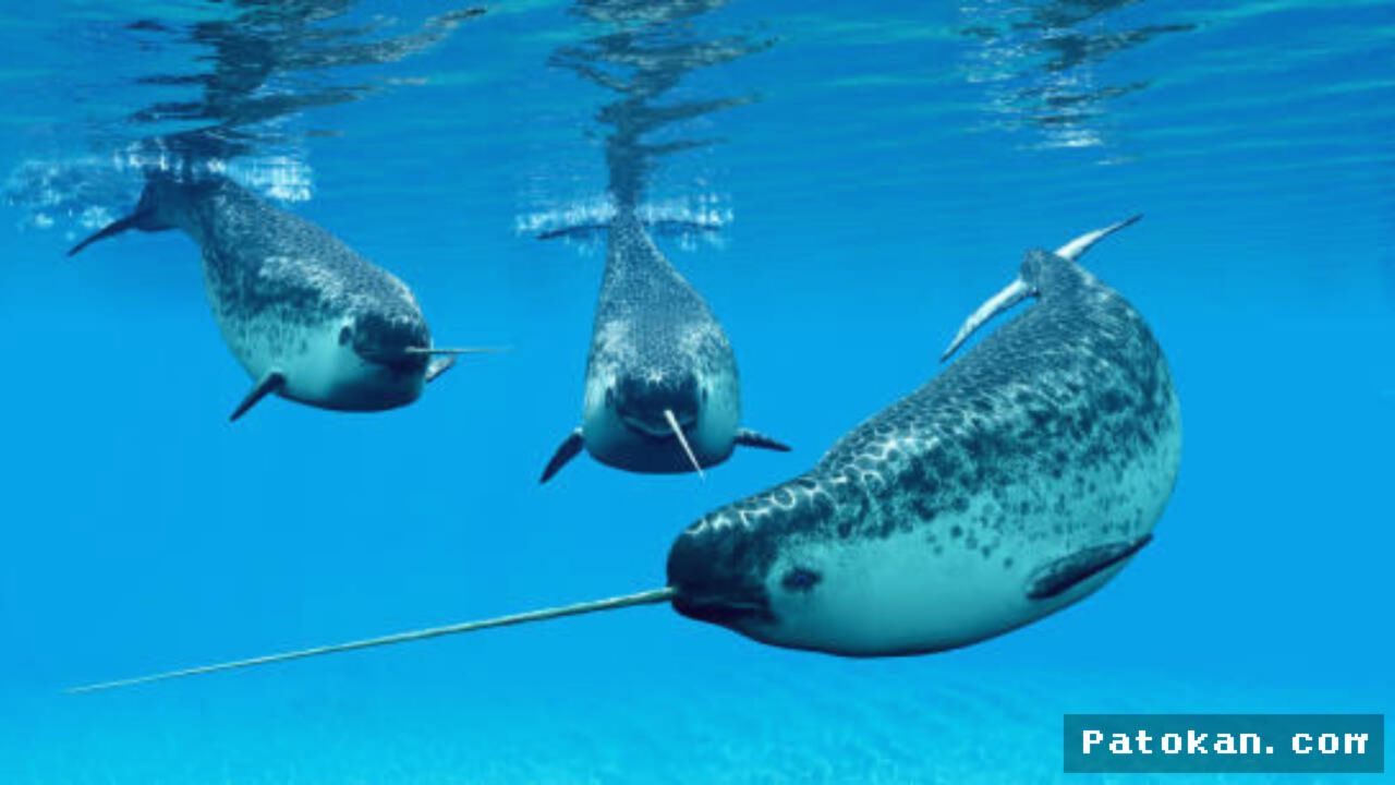 Ilmuwan Ungkap Rahasia Gading Narwhal Sepanjang Tiga Meter Tetap Lurus