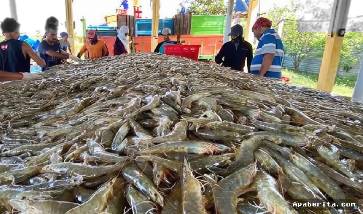 JAKARTA — Serbuan Udang Impor Ekuador Ancam Nasib Petambak Lokal