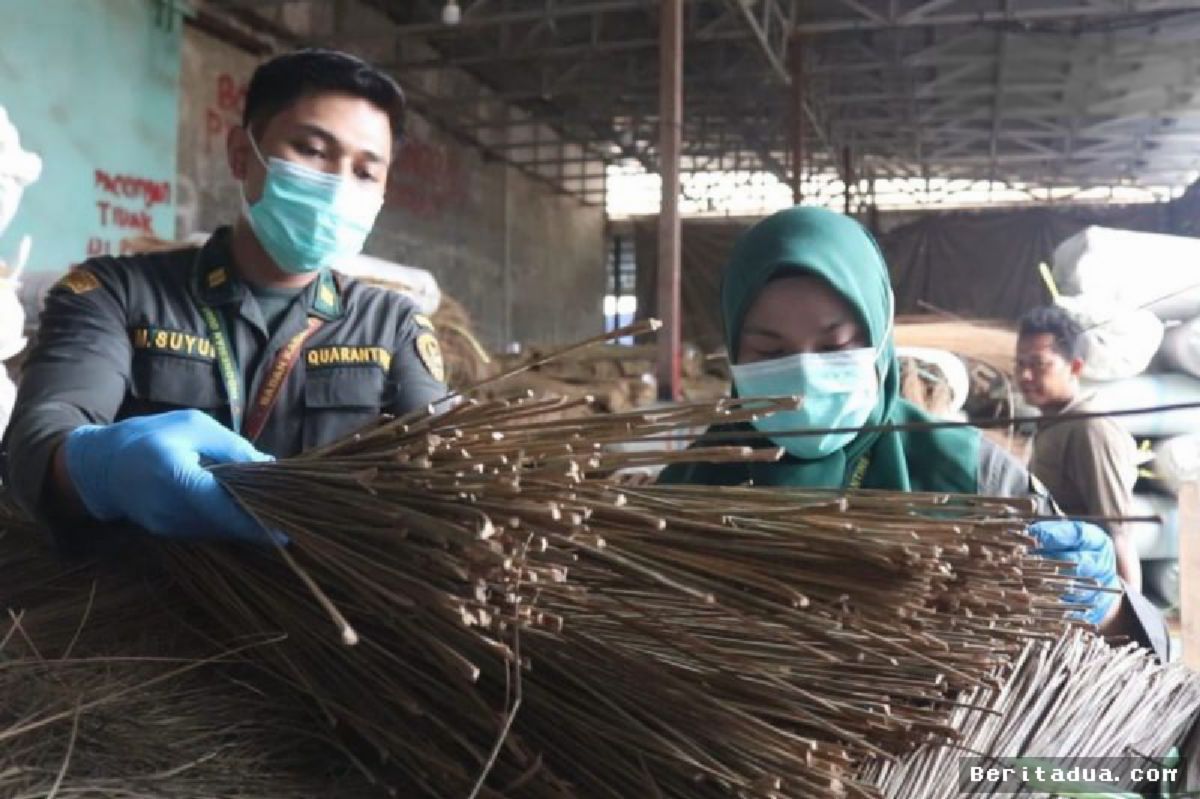 Karantina Sumut Catat Ekspor Lidi Capai 23,26 Juta Kilogram