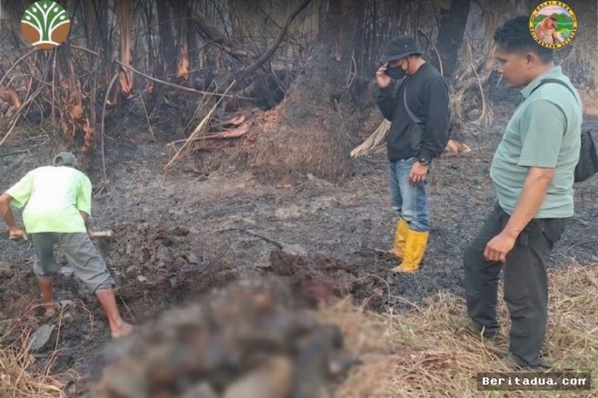 Kalsel — Terjebak Fragmentasi Habitat, 12 Bekantan Ditemukan Mati Terpanggang