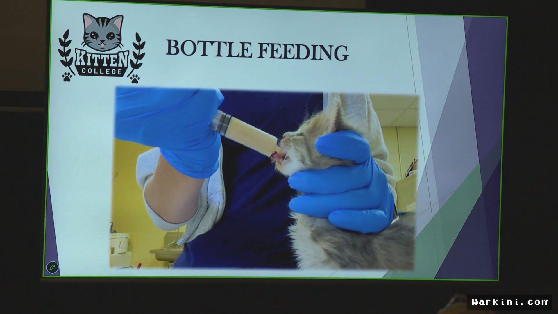 Kanada Luncurkan ‘Kitten College’ Pertama di Langley untuk Rawat Bayi Kucing