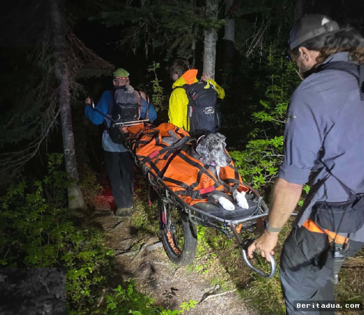 REVELSTOKE — Tim SAR Evakuasi Anjing Great Dane dari Puncak Gunung