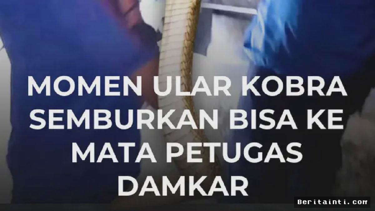 JEMBER — Kobra Jawa Sembur Bisa ke Mata Petugas Damkar