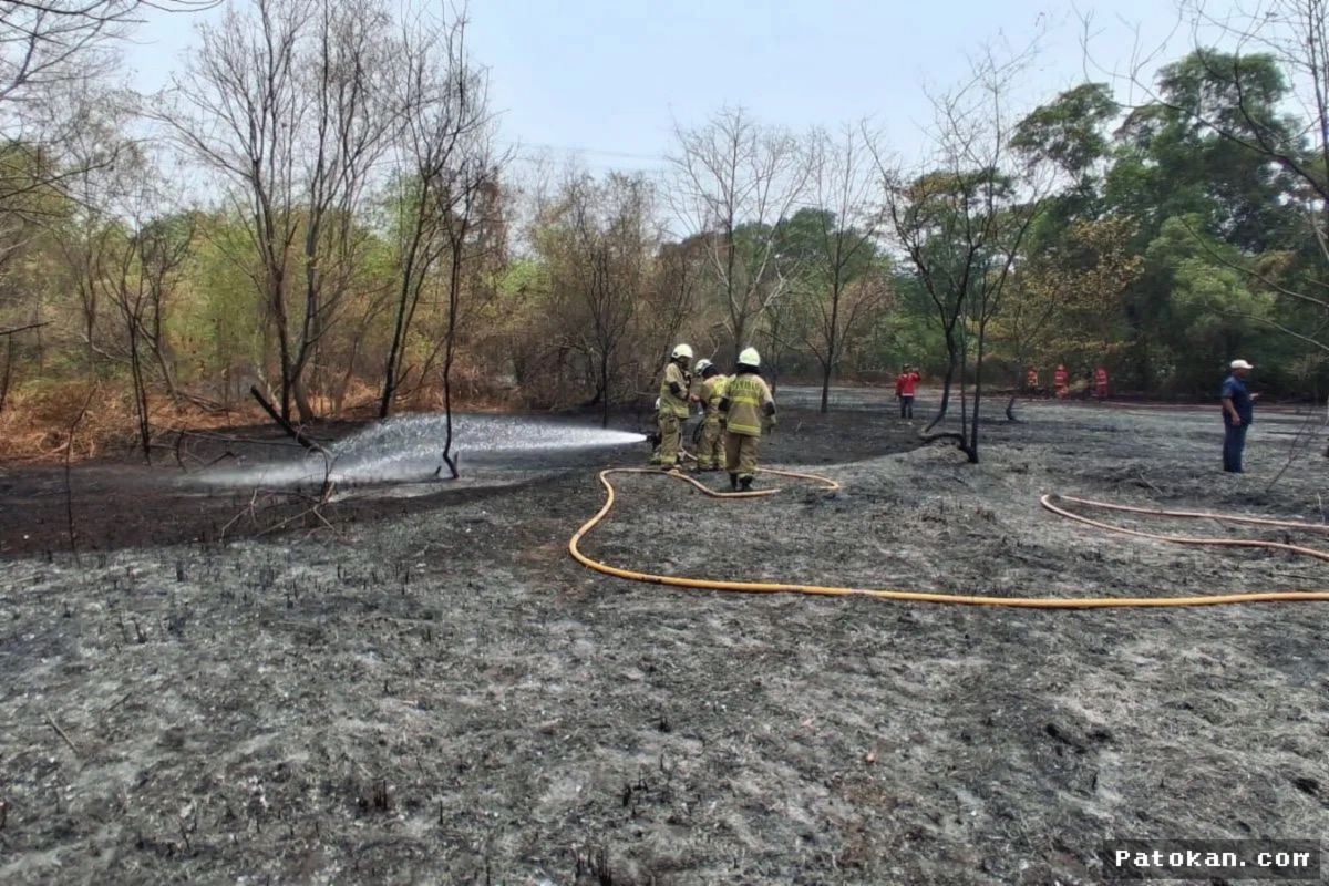 Jakarta Utara — Kebakaran Lahan di Kapuk Muara Hanguskan Alang-Alang