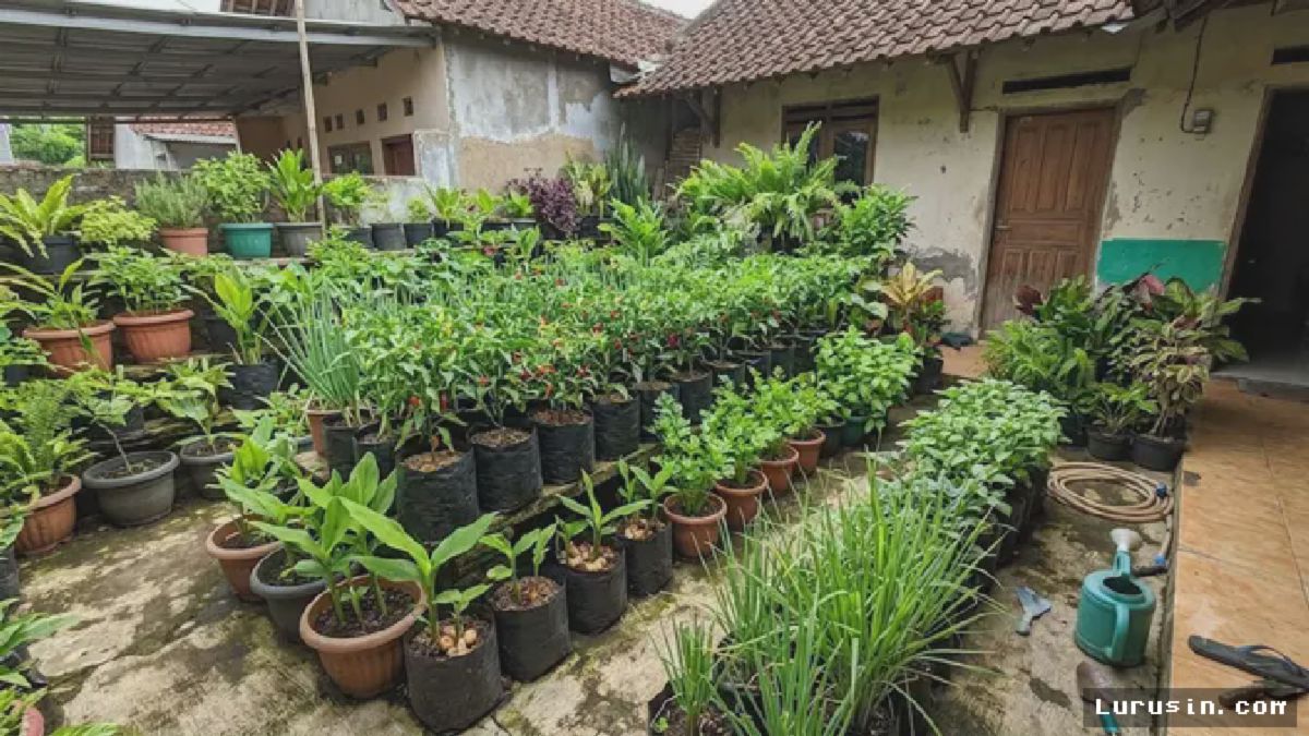 JAKARTA — Warga Urban Optimalkan Pekarangan Rumah demi Tekan Inflasi Pangan