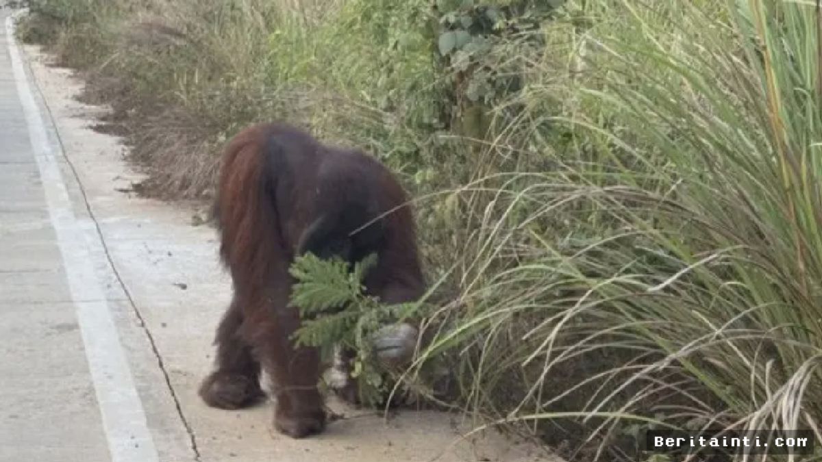 Kaltim: Orangutan Muncul di Jalan Sangatta Akibat Habitat Menyempit