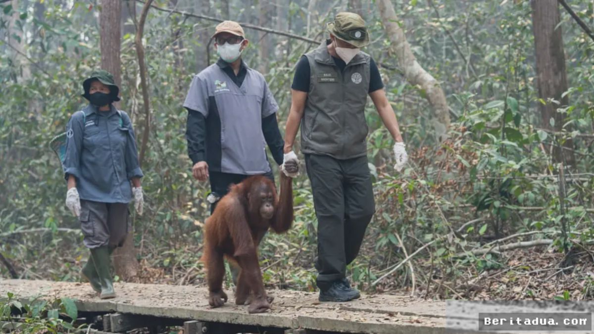 Menhut Prioritaskan Evakuasi Satwa Liar Korban Karhutla di Kalimantan Barat