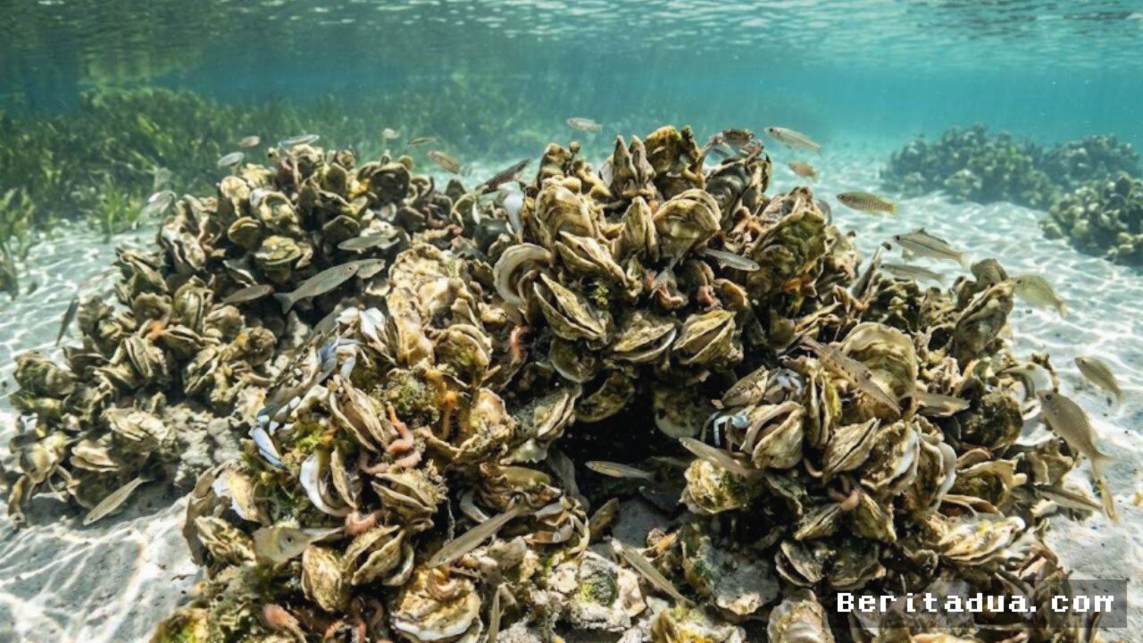 FLORIDA — Restorasi Terumbu Tiram Berhasil Pulihkan Ekosistem Laut