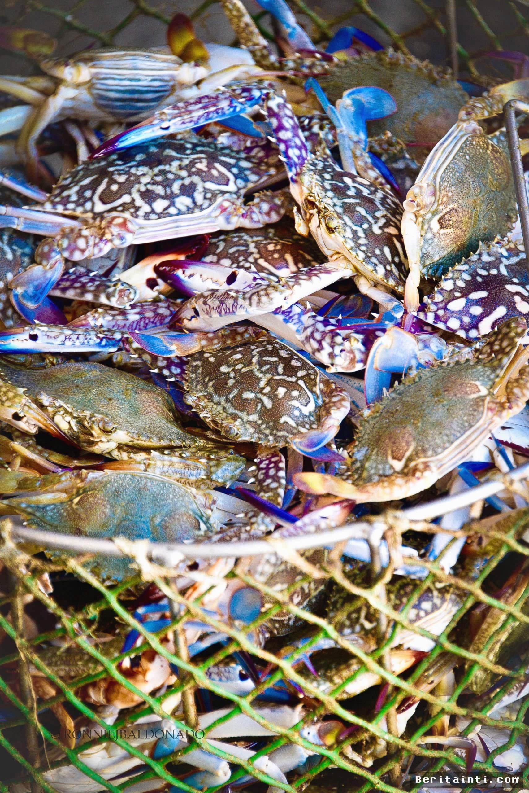 Filipina Berjuang Buka Kembali Pasar Ekspor Kepiting Rajungan ke AS