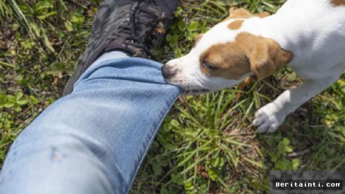 JAKARTA — Pertolongan Pertama Gigitan Anjing Kunci Cegah Fatalitas Rabies