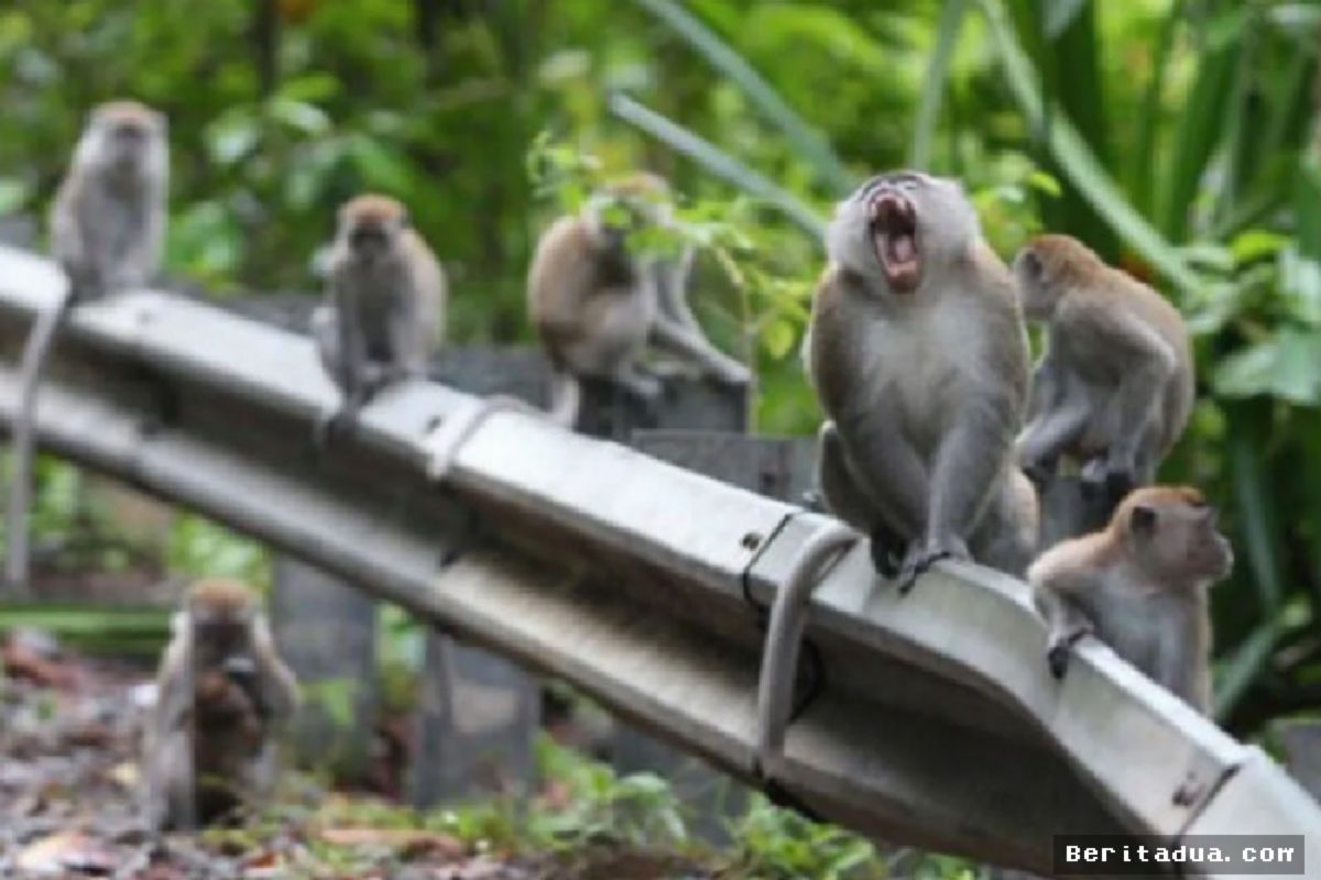 HARGOWILIS — Kawanan Monyet Sermo Serbu Permukiman Warga Cari Makan