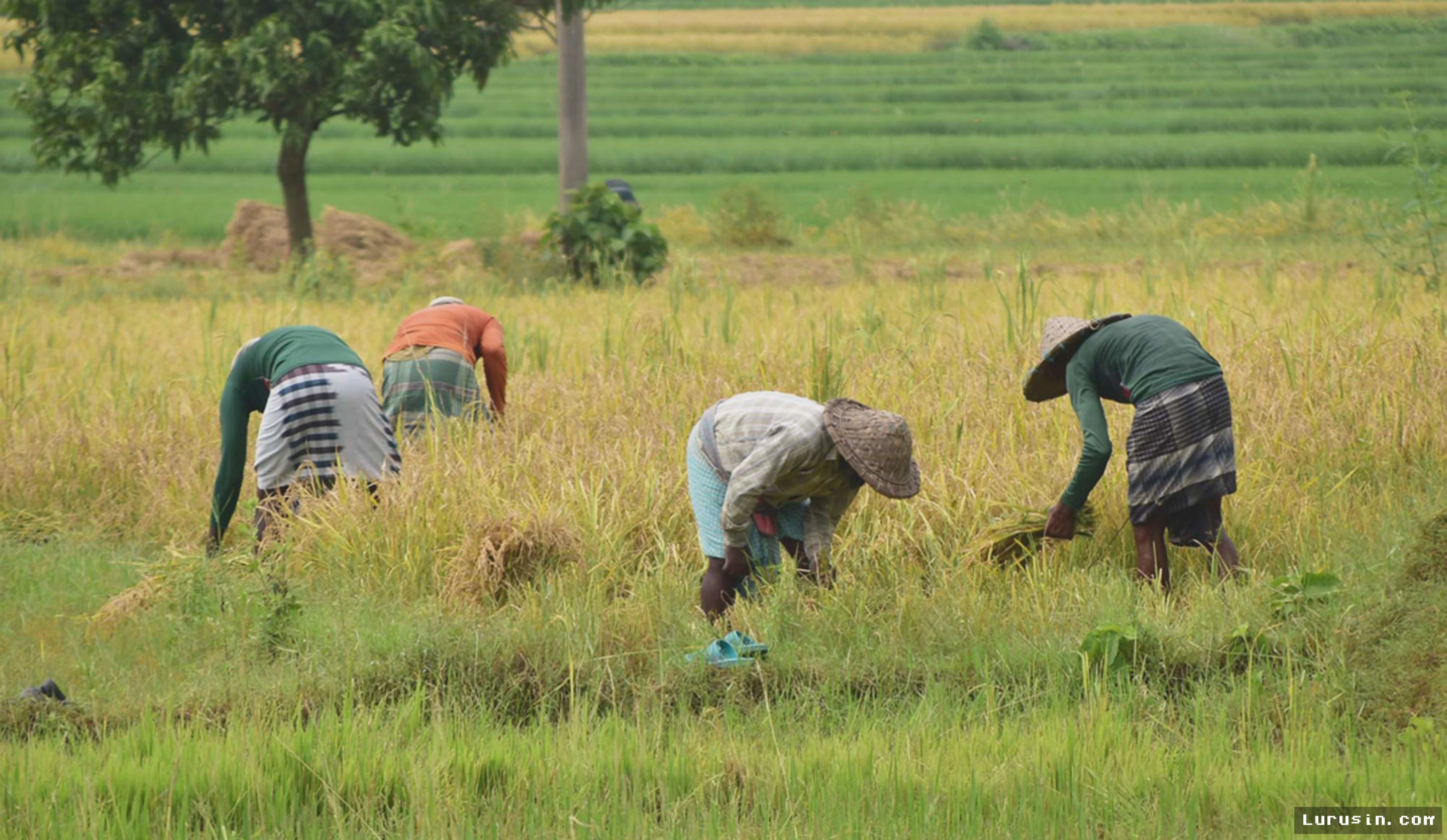 JAKARTA — Kementan Perkuat Irigasi Suplementer Hadapi Ancaman El Nino