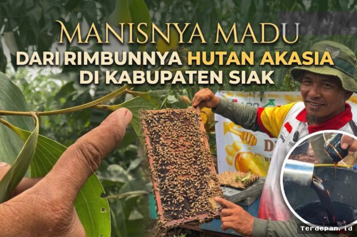 SIAK — Hutan Akasia Siak Potensial Hasilkan Madu Lebah Berkualitas