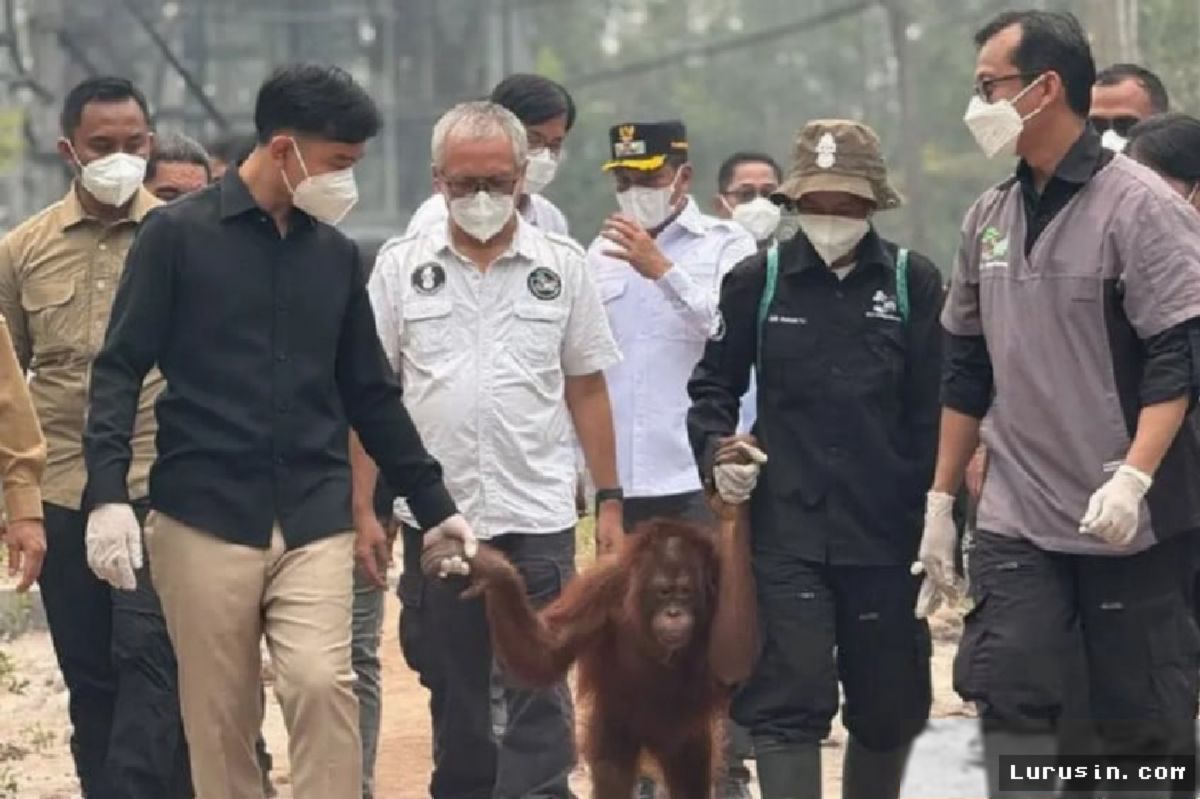 Wapres Gibran Tinjau Rehabilitasi Orangutan Palangka Raya, Dorong Perlindungan Habitat