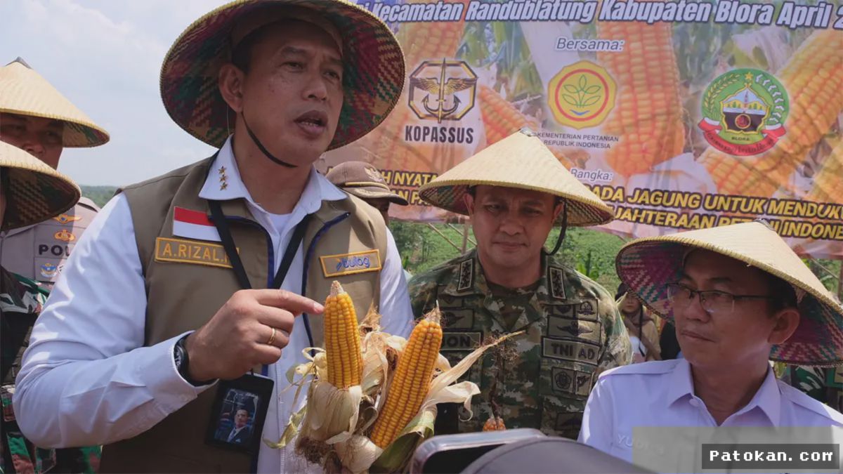 BULOG Siap Salurkan 150 Ribu Ton Jagung SPHP Sasar Peternak