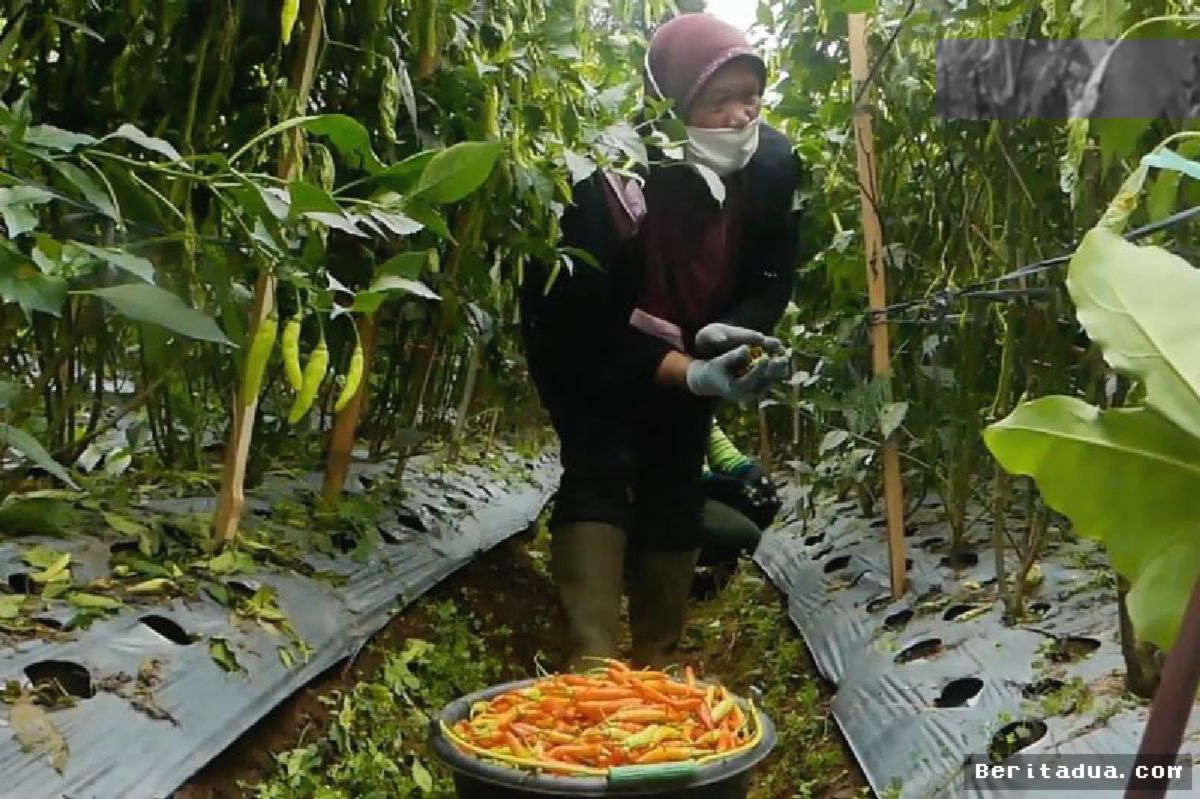 TEMANGGUNG — Pemkab Imbau Petani Waspadai Serangan Hama Kemarau