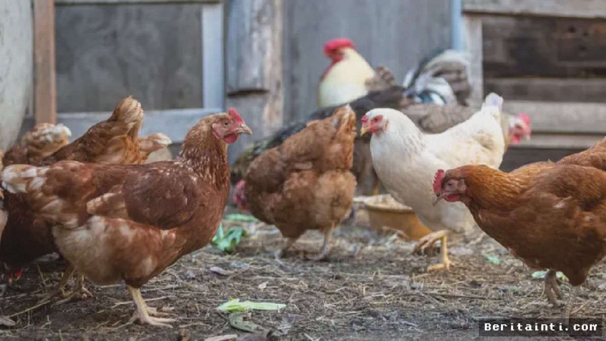 Peternak Raup Untung Cepat dari Budidaya Ayam Kampung Skala Kecil