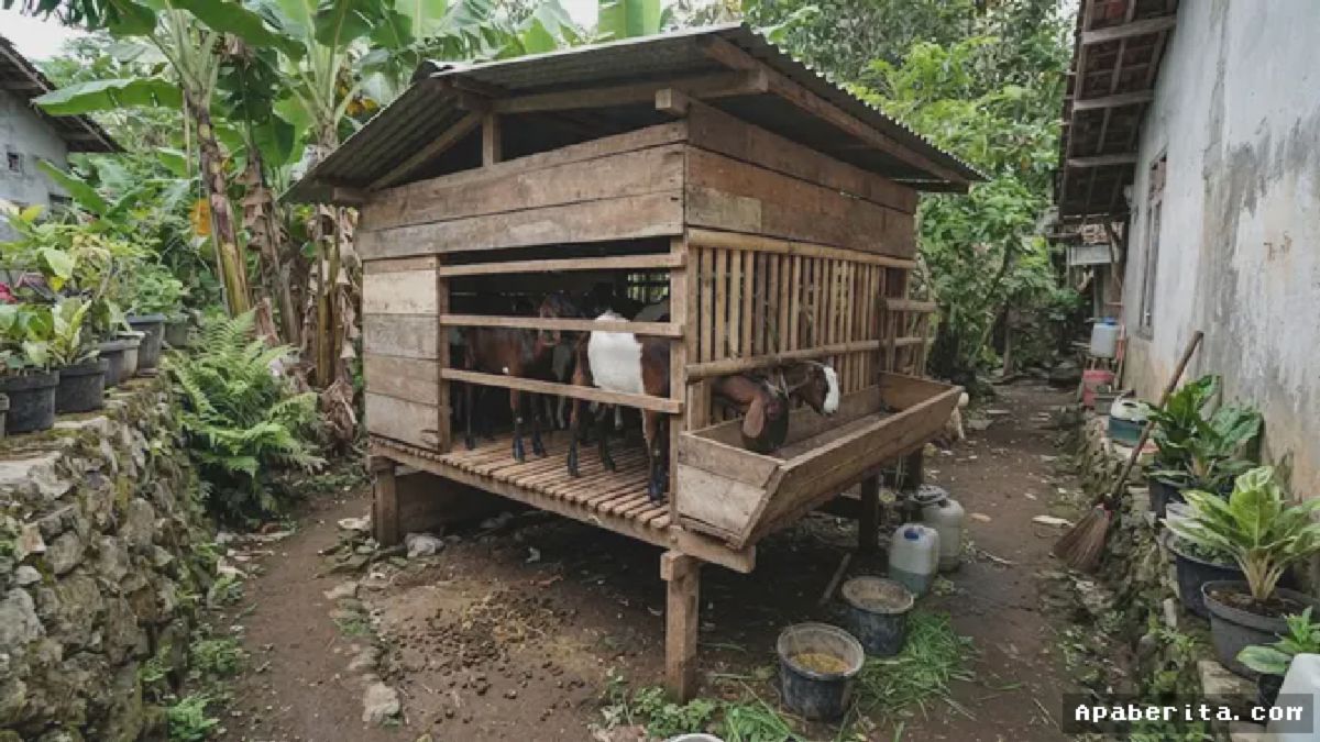 Peternak Kembangkan Model Kandang Kambing Panggung untuk Lahan Sempit