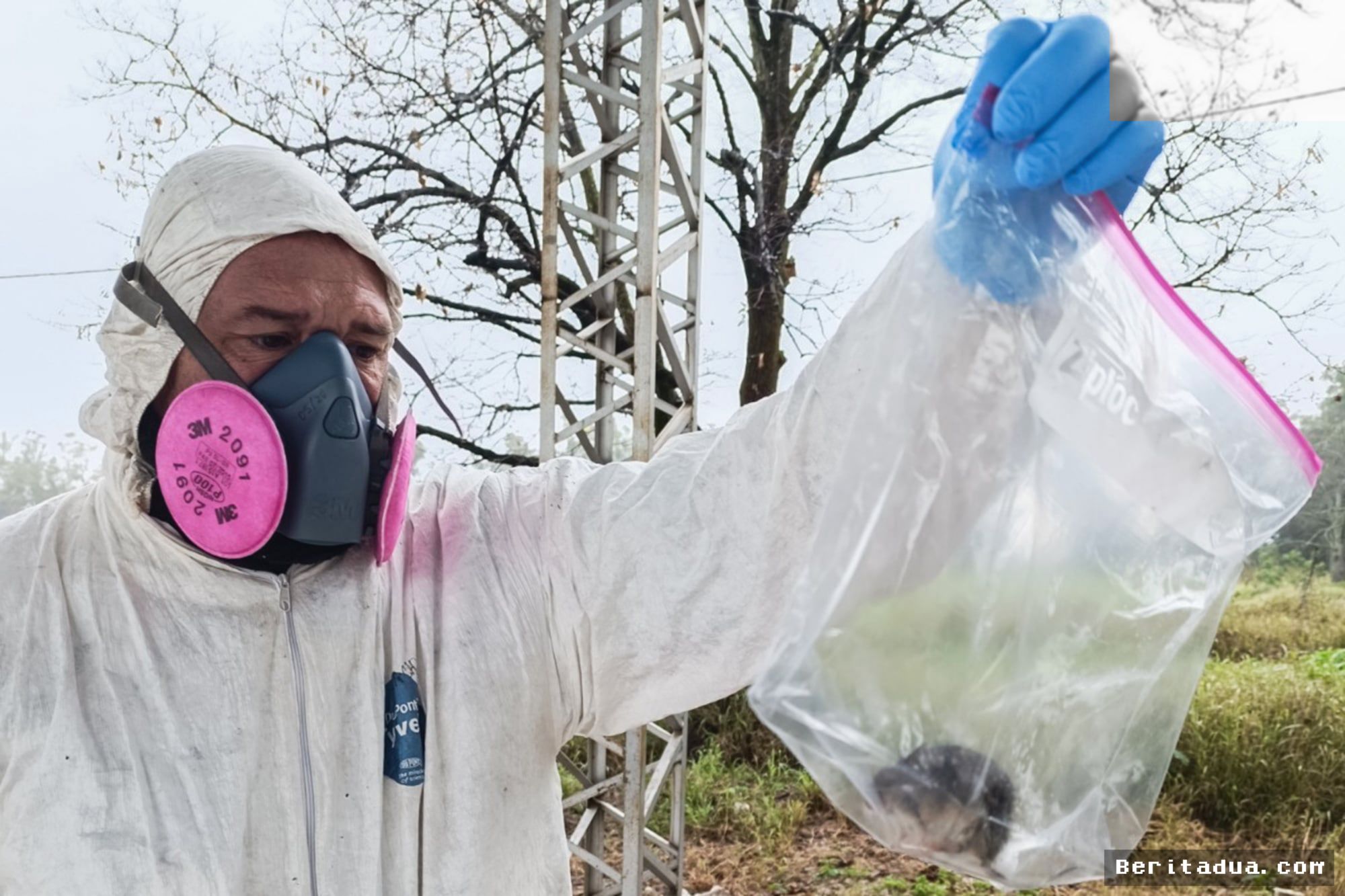 CATAMARCA — Peneliti Temukan Varian Hantavirus Baru Usai Investigasi Kapal Pesiar