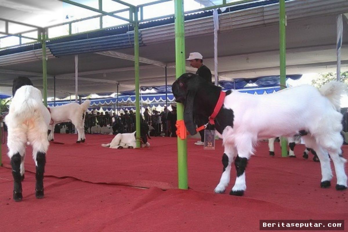 Kambing Kaligesing Bernilai Ratusan Juta Berlaga di Kontes Kulon Progo